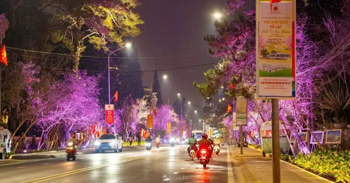 hoa mai anh đào