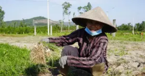 nông dân trồng kiệu