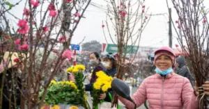Hoa đào Hà Nội tháng Chạp