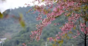 Hoa anh đào Lũng Cú