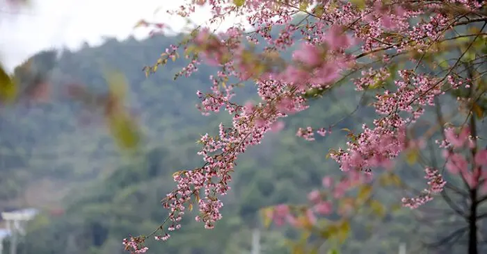 Hoa anh đào Lũng Cú