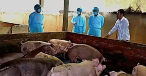 Dịch tả heo châu Phi.