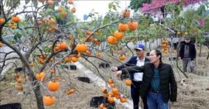 Hồng cổ Hải Hậu