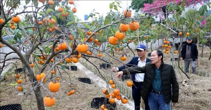 Hồng cổ Hải Hậu