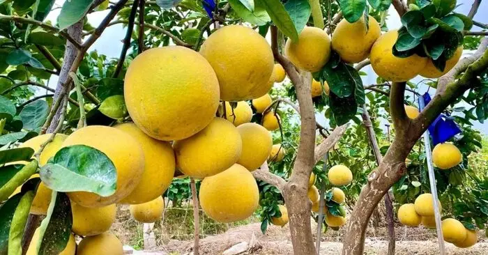 bưởi loại quả tốt nhất