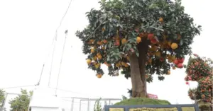 Bưởi cổ thụ hưng yên