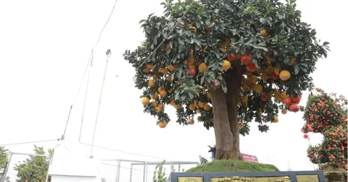 Bưởi cổ thụ hưng yên