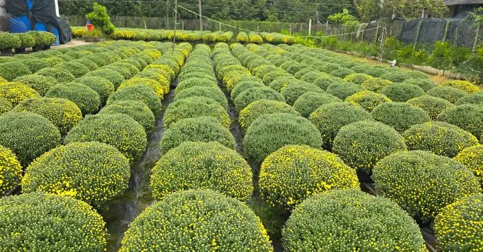 hoa cúc mâm xôi nở sớm