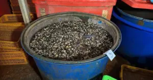 ngâm ốc bươu bằng hóa chất