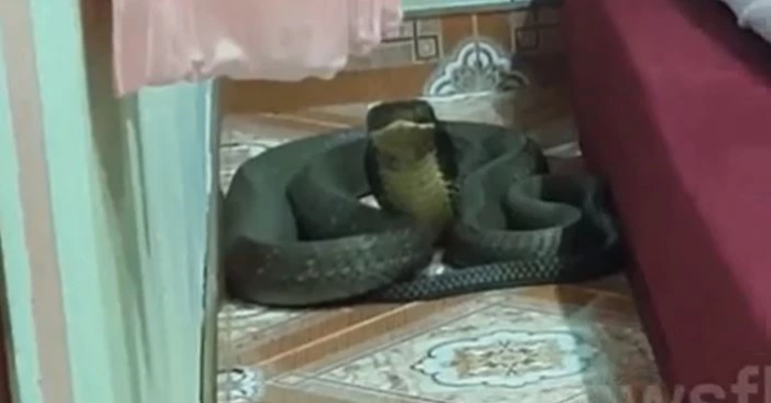 Rắn hổ mang chúa 8kg