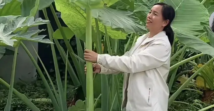 dọc mùng khổng lồ