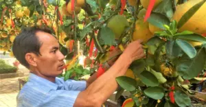 bưởi Diễn giá 100 triệu đồng