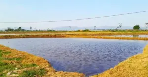 phun thuốc diệt cỏ hóa học