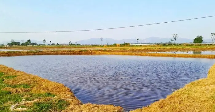 phun thuốc diệt cỏ hóa học