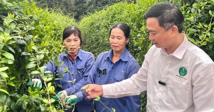 chuỗi liên kết nông nghiệp
