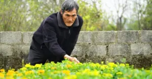 Trồng hoa cúc trên đất cát
