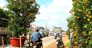 Chợ sỉ quất Hội An
