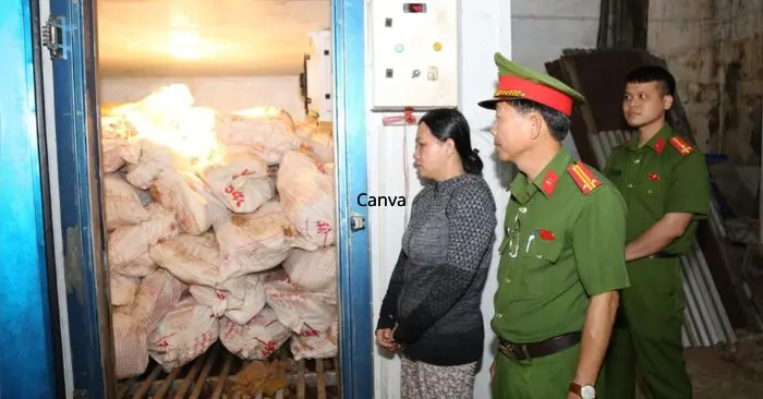 heo nhiễm dịch tả lợn châu Phi