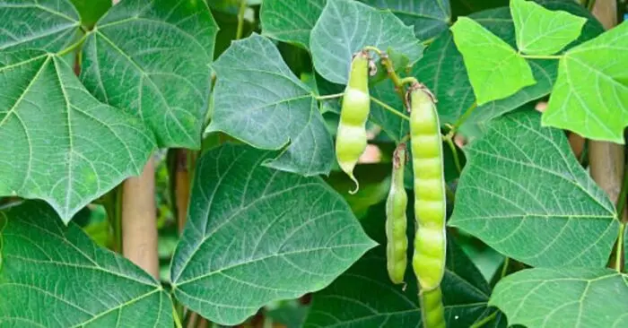 ngộ độc hạt củ đậu