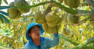 Xuất khẩu nông sản Việt Nam: Những thách thức trên đường tới 74 tỷ USD