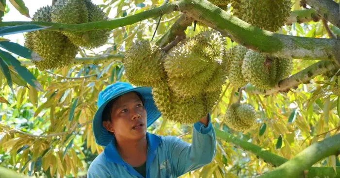Xuất khẩu nông sản Việt Nam: Những thách thức trên đường tới 74 tỷ USD