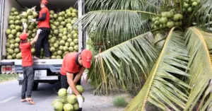 Xuất khẩu rau quả bứt phá ngoạn mục, thu về gần 480 triệu USD