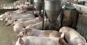Giá thịt heo