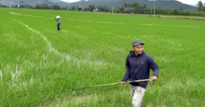 Tết ở rốn lũ