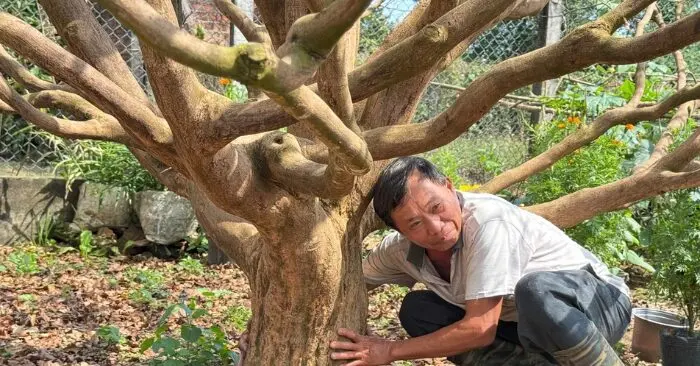  cây mai 70 năm tuổi

