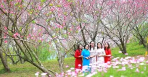 Ngân Sơn khoe sắc đào thắm