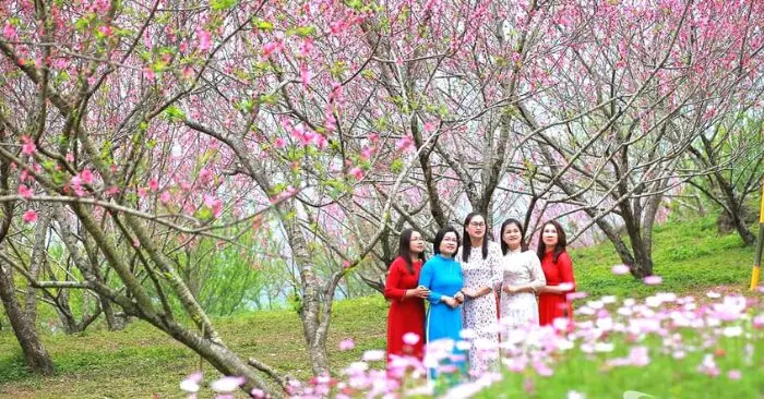 Ngân Sơn khoe sắc đào thắm