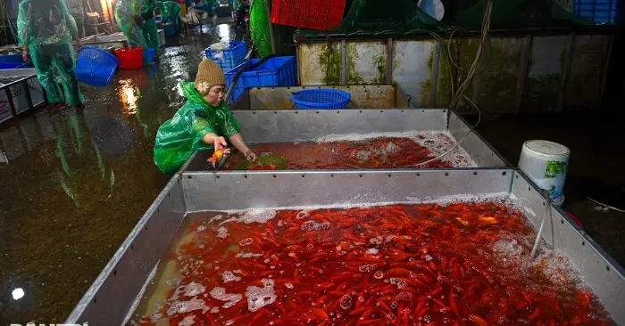 chợ cá lớn nhất Hà Nội
