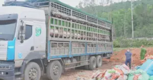 lợn nhiễm dịch