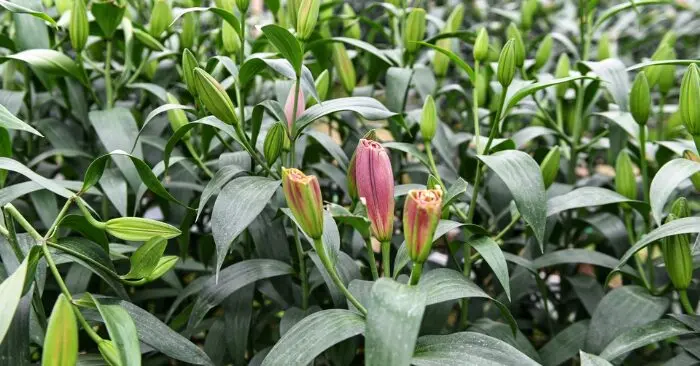 hoa ly bị phá hoại trước Tết