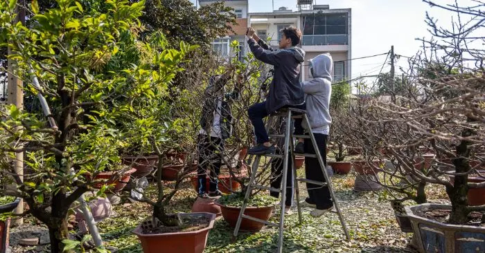 lặt lá mai Tết