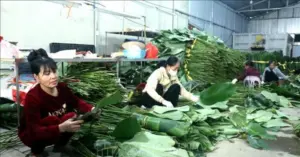 Lá dong Hồng Châu