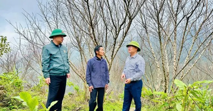 500 gốc đào cổ thụ