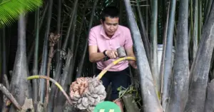 khởi nghiệp từ dừa nước