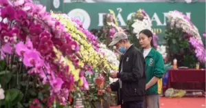 Lan hồ điệp ghép gỗ lũa
