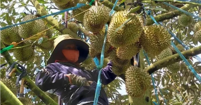 Sầu riêng Việt Nam sang Trung Quốc