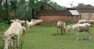 ngựa bạch xóm Phẩm xã Nga Sơn Thái Nguyên