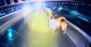 đàn bò rơi khỏi ôtô