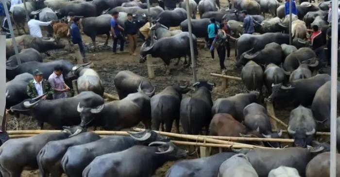 Chợ trâu bò Nghiên Loan