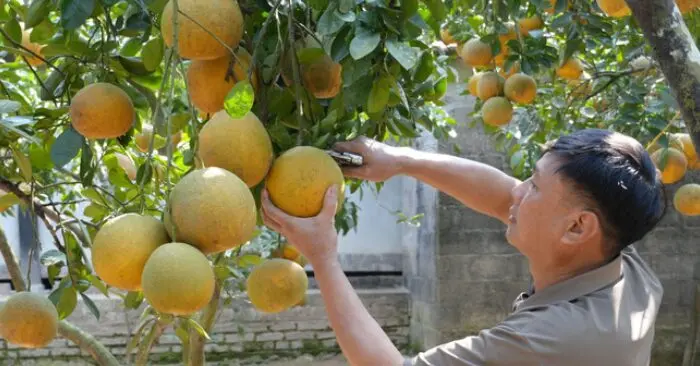 bưởi Tràng Xá Thái Nguyên