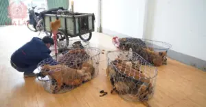 Đường dây trộm chó Gia Lai