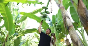 Làm giàu từ chuối