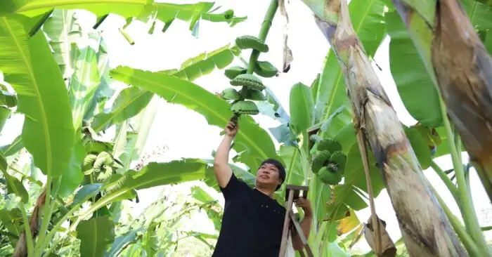 Làm giàu từ chuối