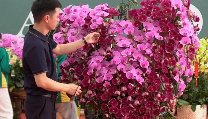 Lan hồ điệp ghép gỗ lũa