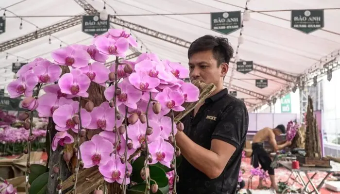 Lan hồ điệp ghép gỗ lũa