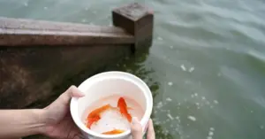 thả cá chép đỏ